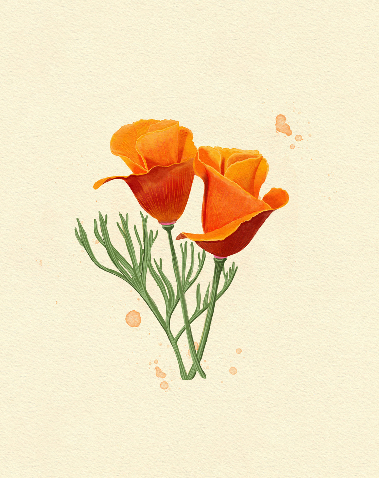 California Poppy Poster och Canvastavla