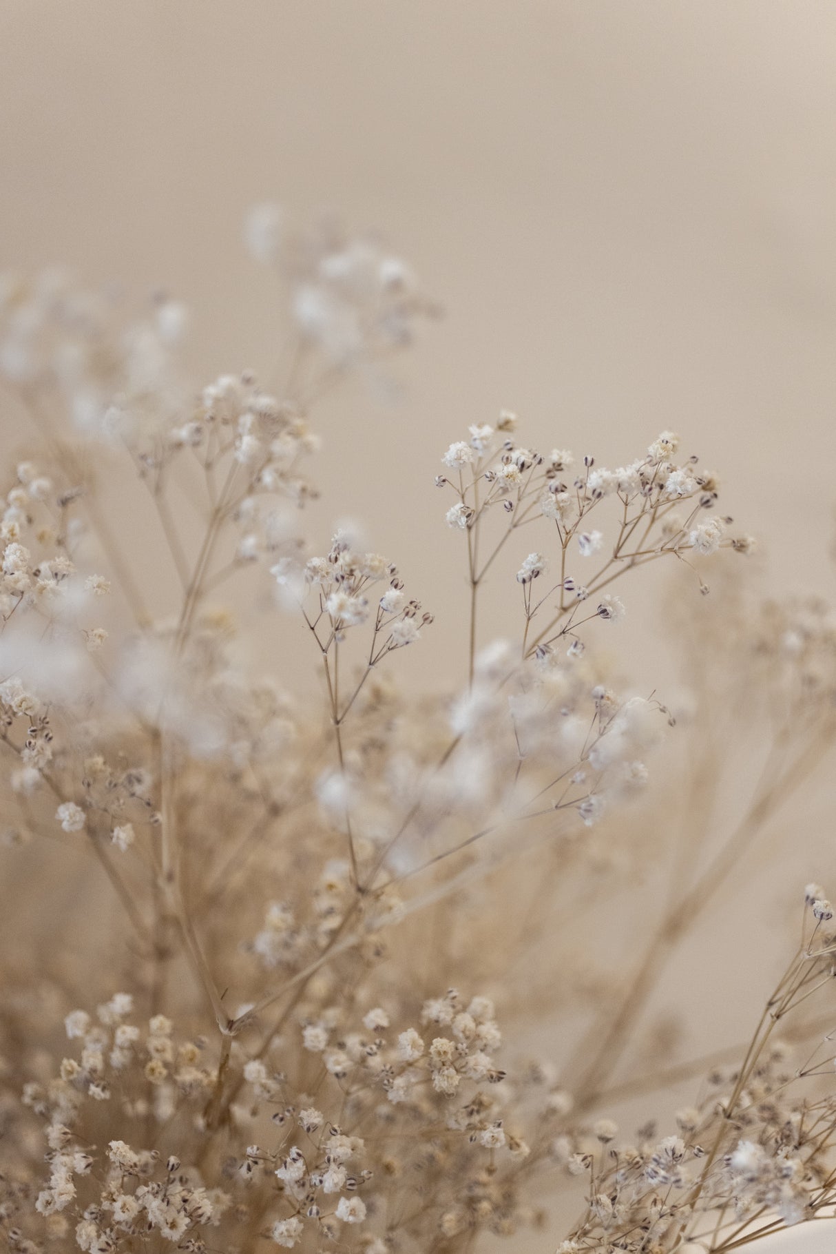 Babys Breath 1 Poster och Canvastavla