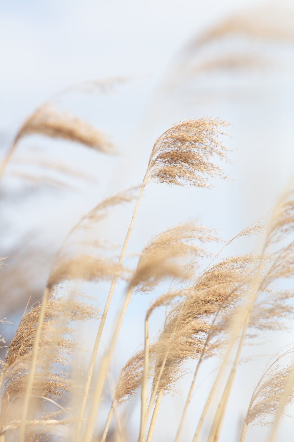 Grass Reed and sky_2 Poster och Canvastavla