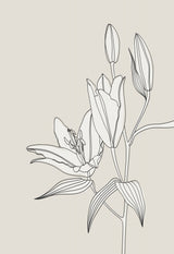 Line art lillies in beige Poster och Canvastavla