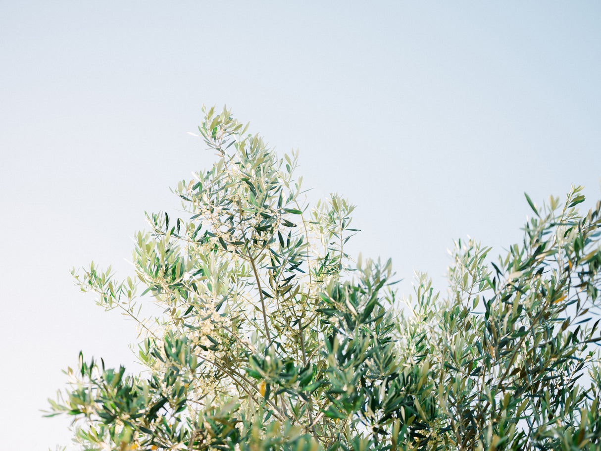 Olives In Ostuni | Italy Travel Photography Poster och Canvastavla