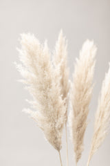 Pampas Grass Grey 02 Poster och Canvastavla