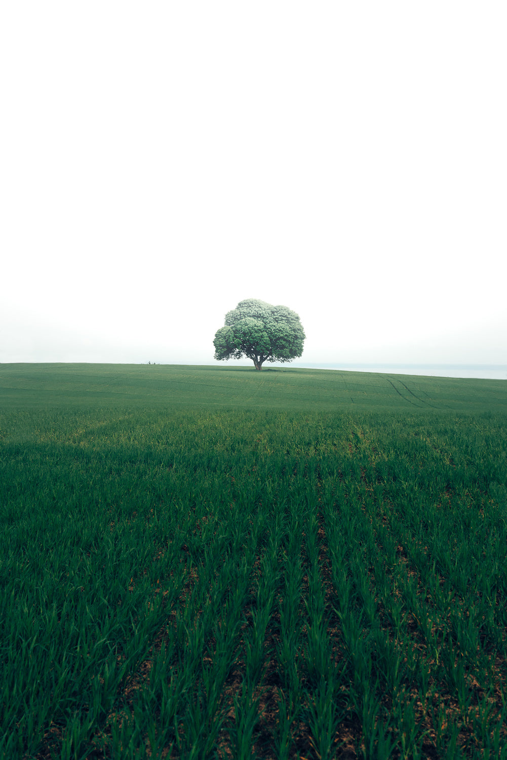 The lonely oak tree Poster och Canvastavla