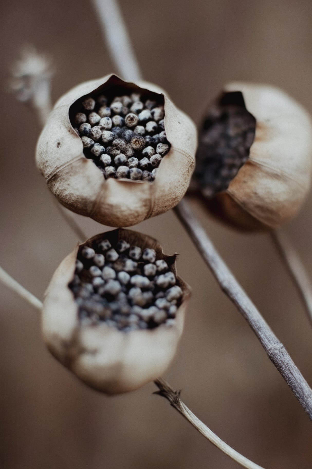 Small Baskets Poster och Canvastavla