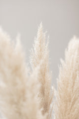 Pampas Grass Grey 04 Poster och Canvastavla