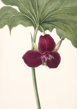 Sweet Trillium Poster och Canvastavla