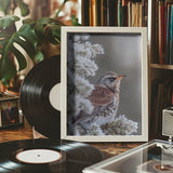 Fieldfare in a winter setting Poster och Canvastavla