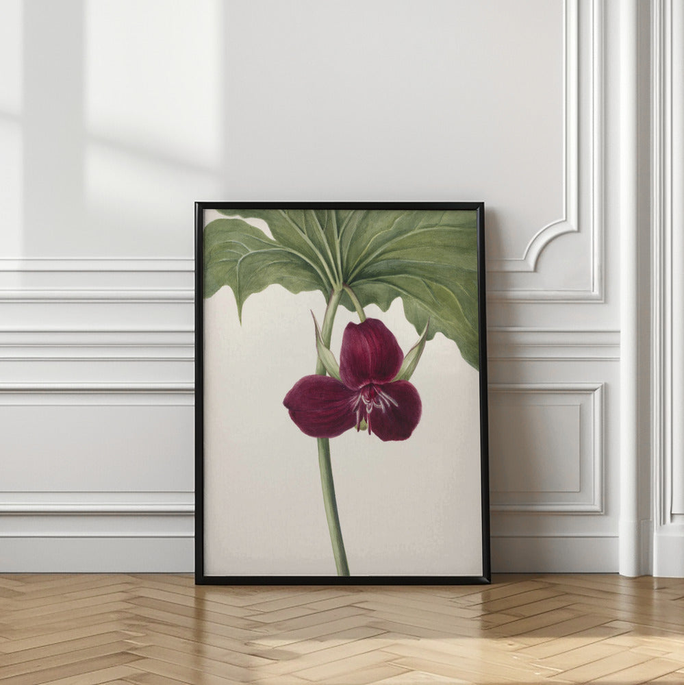 Sweet Trillium Poster och Canvastavla