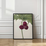 Sweet Trillium Poster och Canvastavla