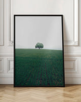 The lonely oak tree Poster och Canvastavla