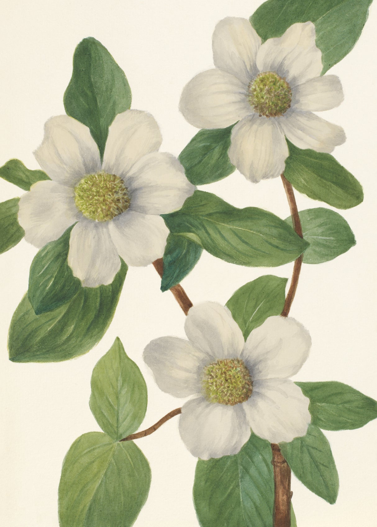 Pacific Dogwood Poster och Canvastavla