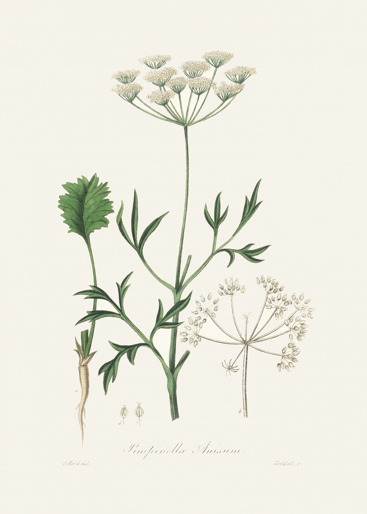 Aniseed (pimpinella Anisum) Medical Botany Poster och Canvastavla