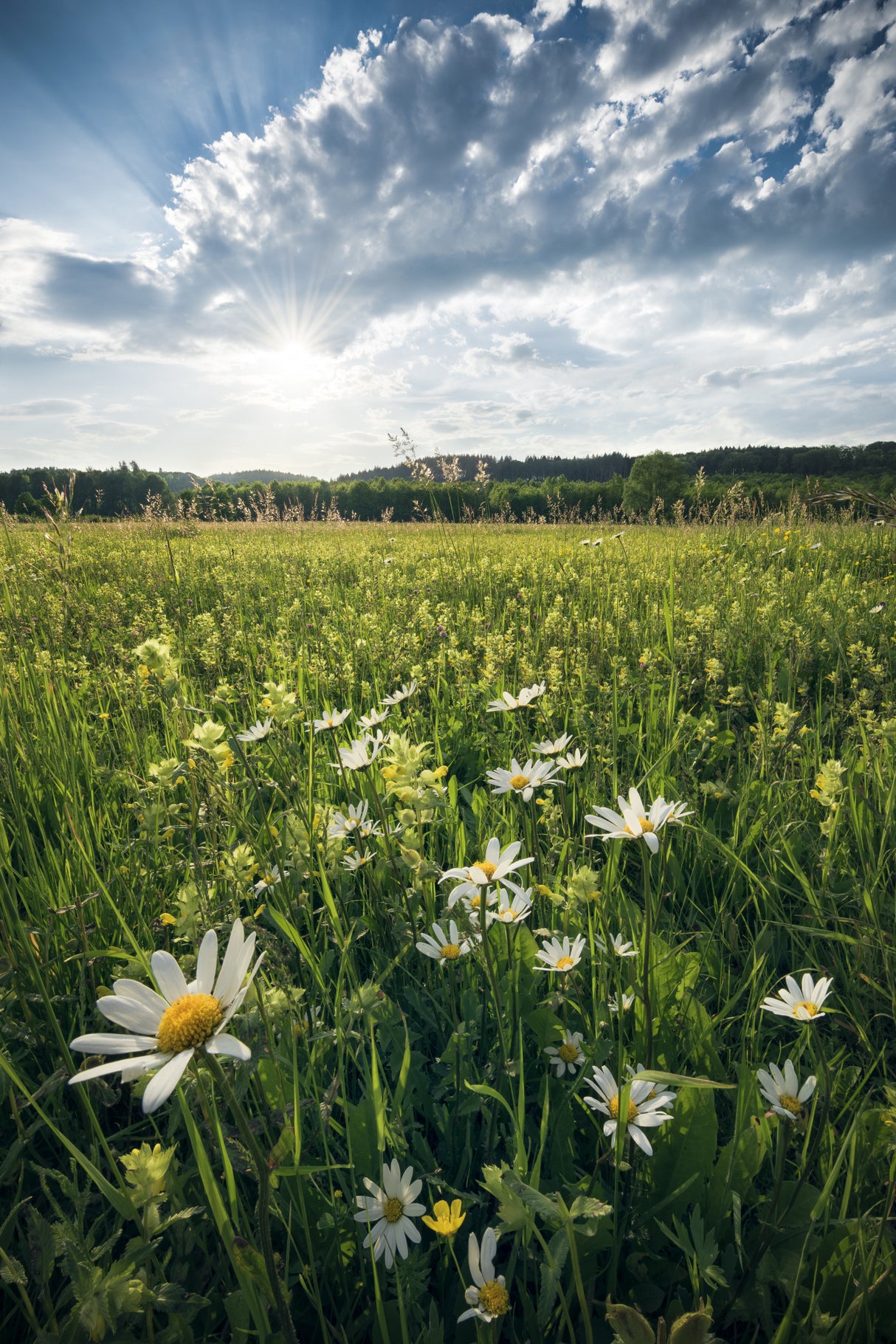 Flowering Meadow Poster och Canvastavla