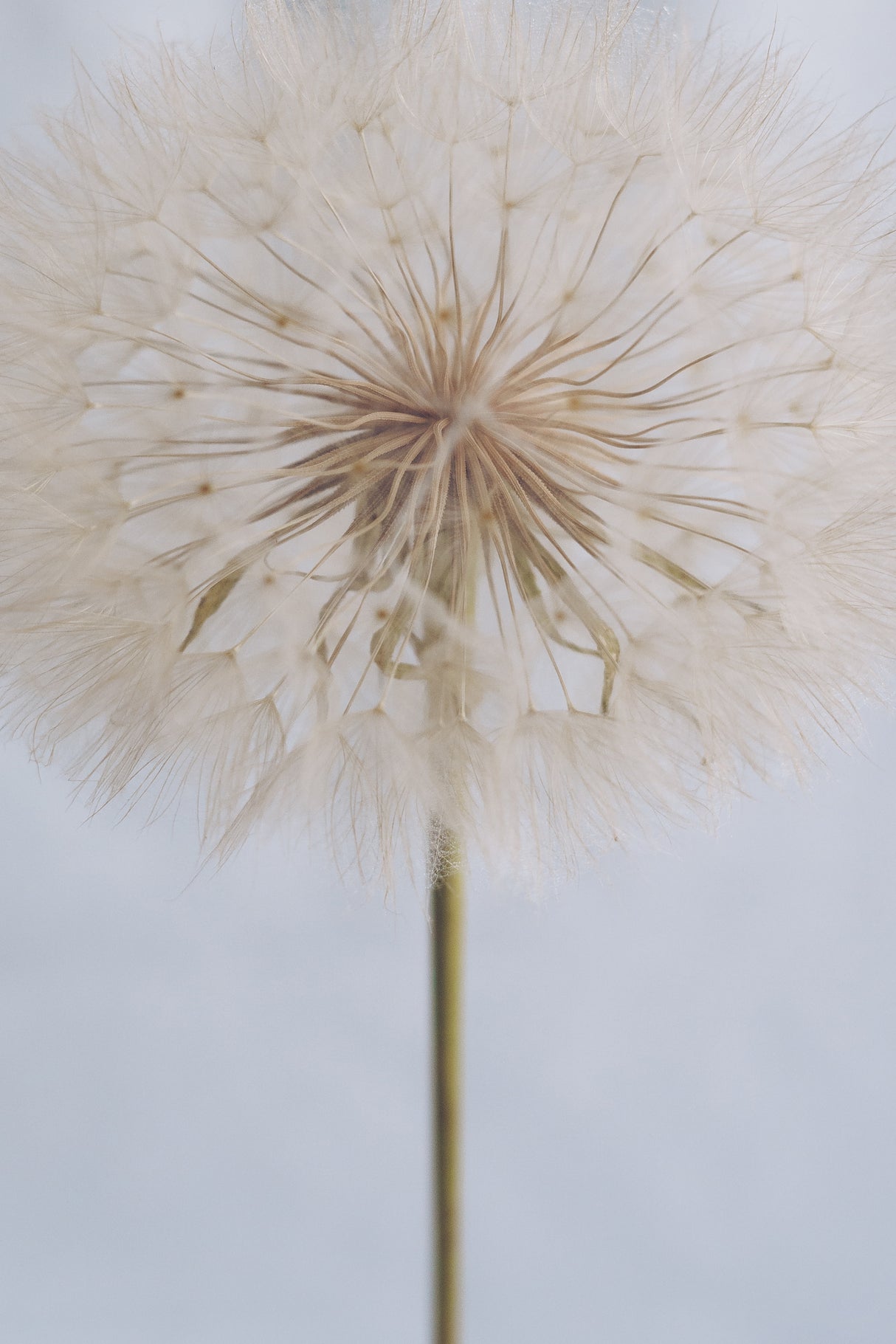 Delicate Dandelion Poster och Canvastavla