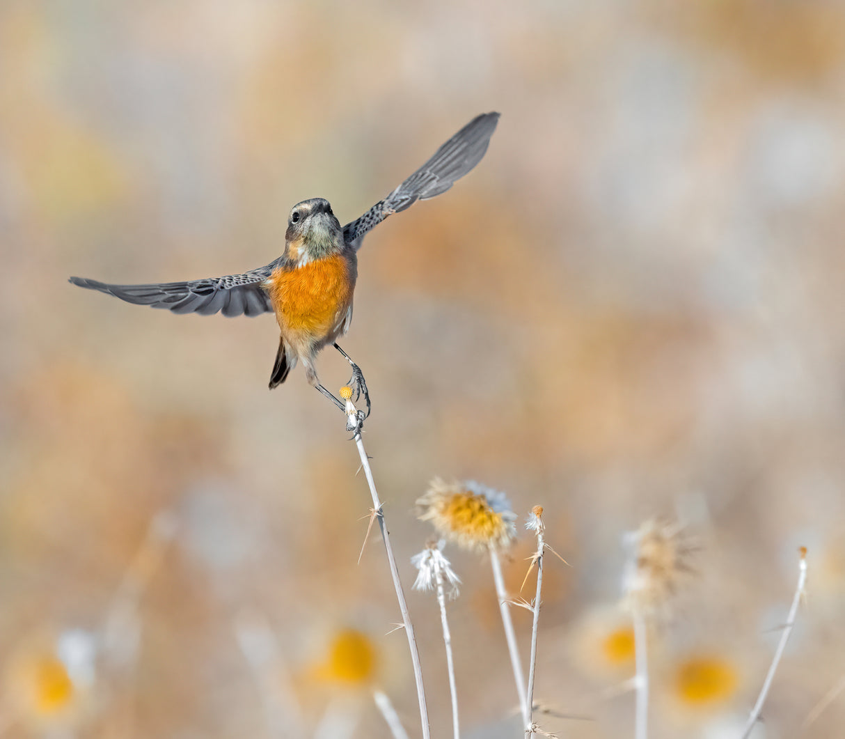 Stonechat taking off Poster och Canvastavla