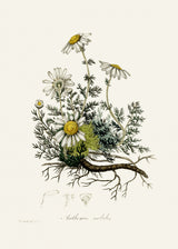 Chamomile (anthemis Nobilis) Medical Botany Poster och Canvastavla