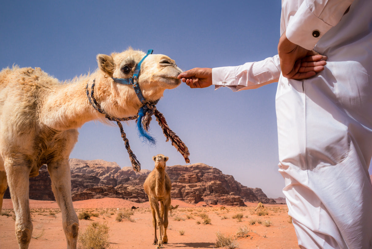 The Bedouin &amp; his camels Poster och Canvastavla