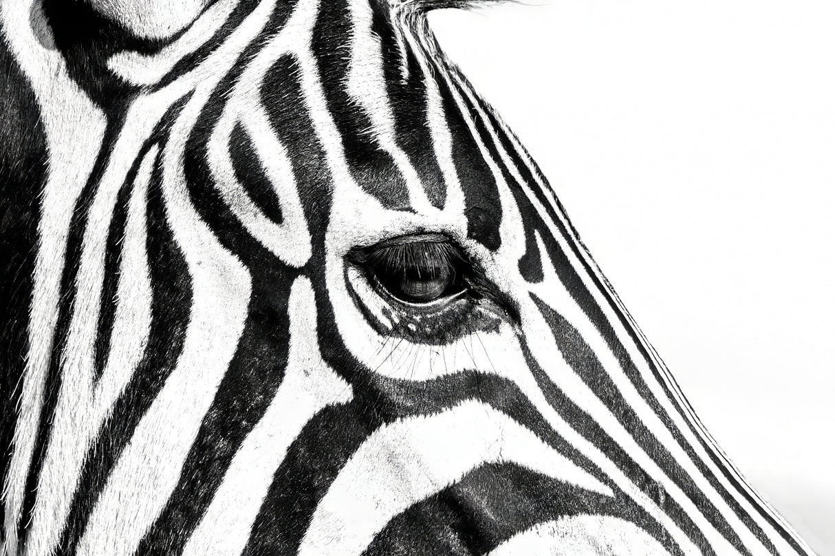 Zebra In Black & White Poster och Canvastavla