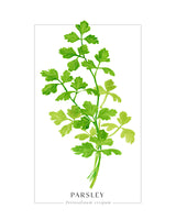 Parsley II Poster Kitchen poster eller kökstavla