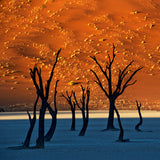 Deadvlei, Sossusvlei, Namibia Poster och Canvastavla