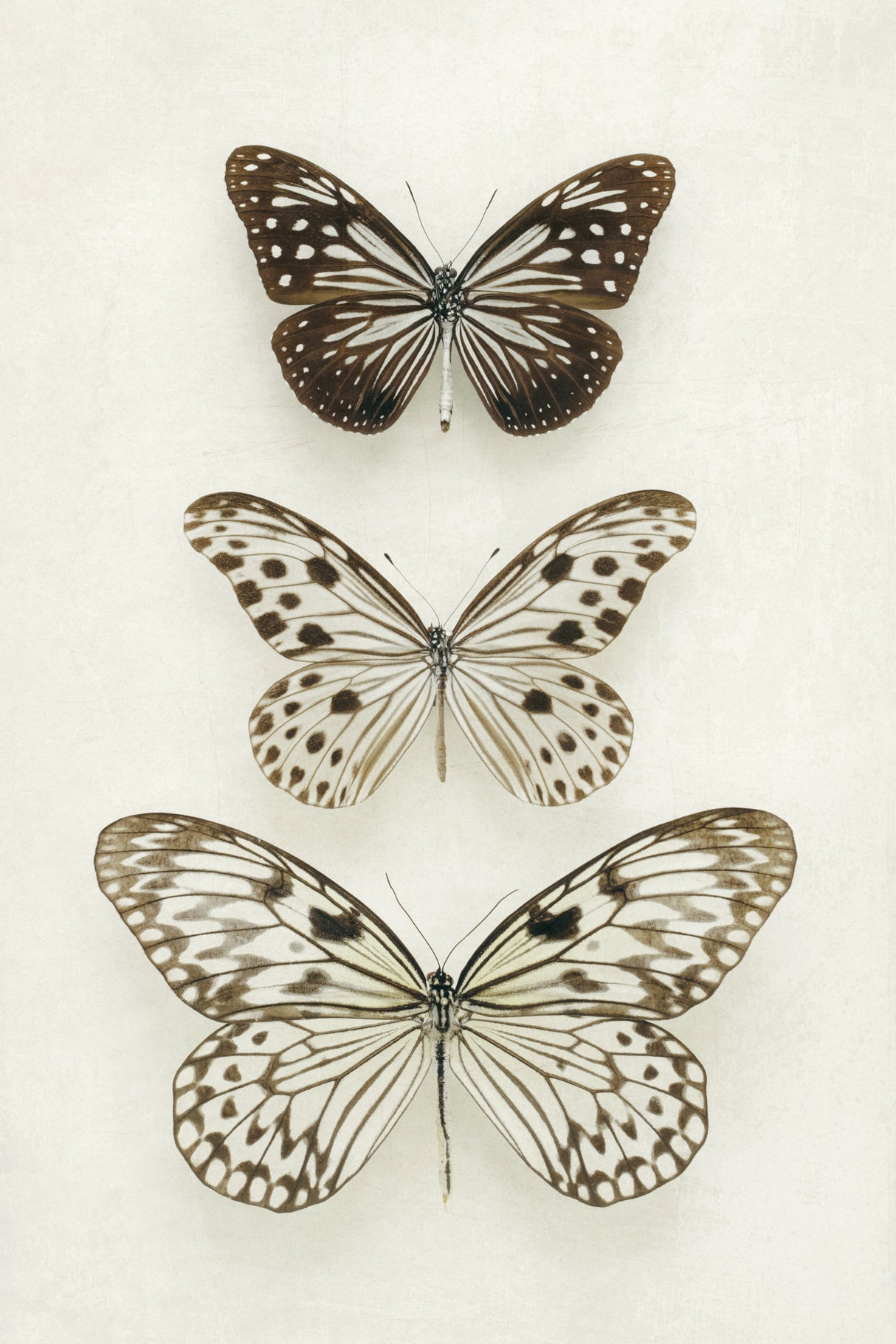 Three Neutral Butterflies Poster och Canvastavla