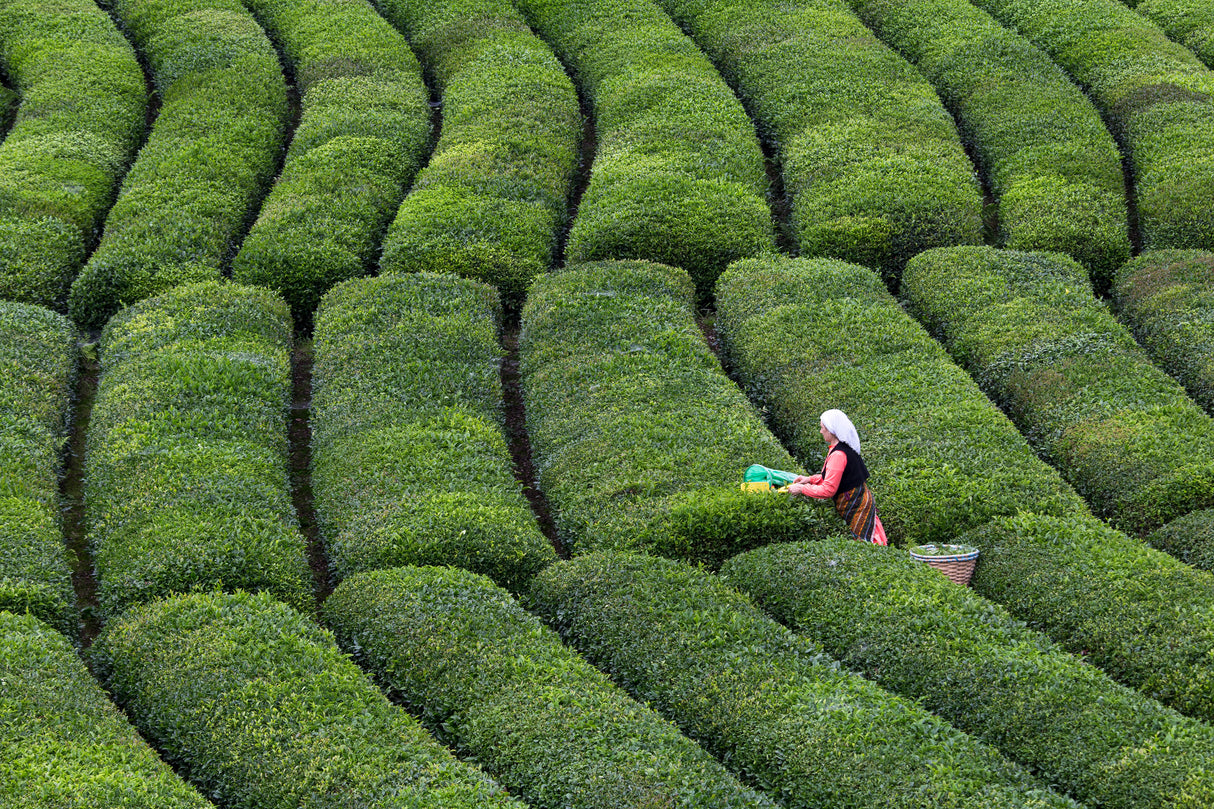 Tea Harvest Poster och Canvastavla