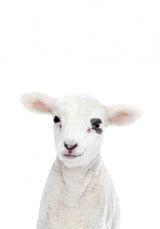 Baby Lamb Poster och Canvastavla