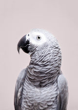 African Grey Poster och Canvastavla