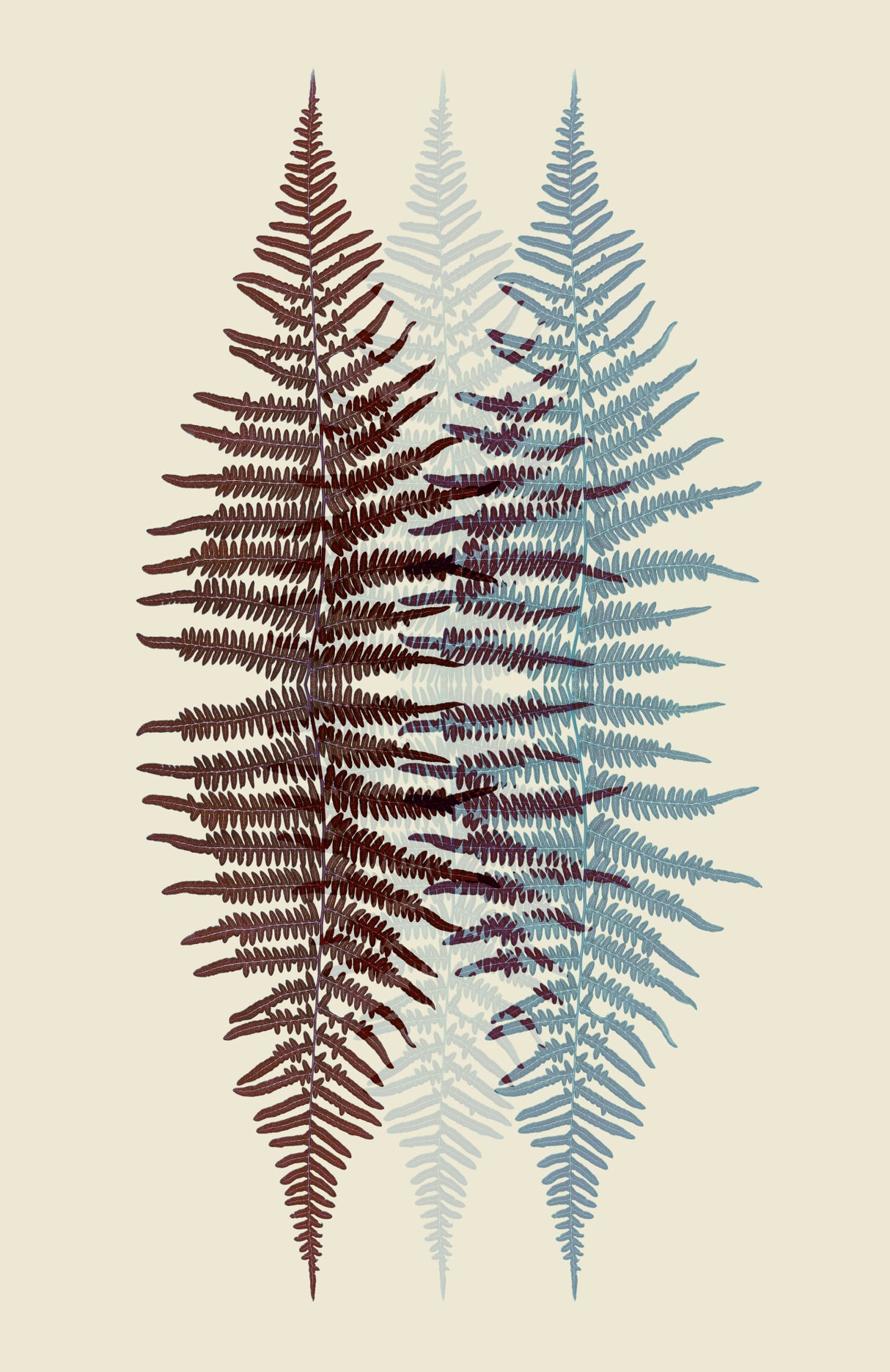 Chocolate and Teal Fern Poster och Canvastavla