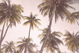 Blush Palm Trees Poster och Canvastavla