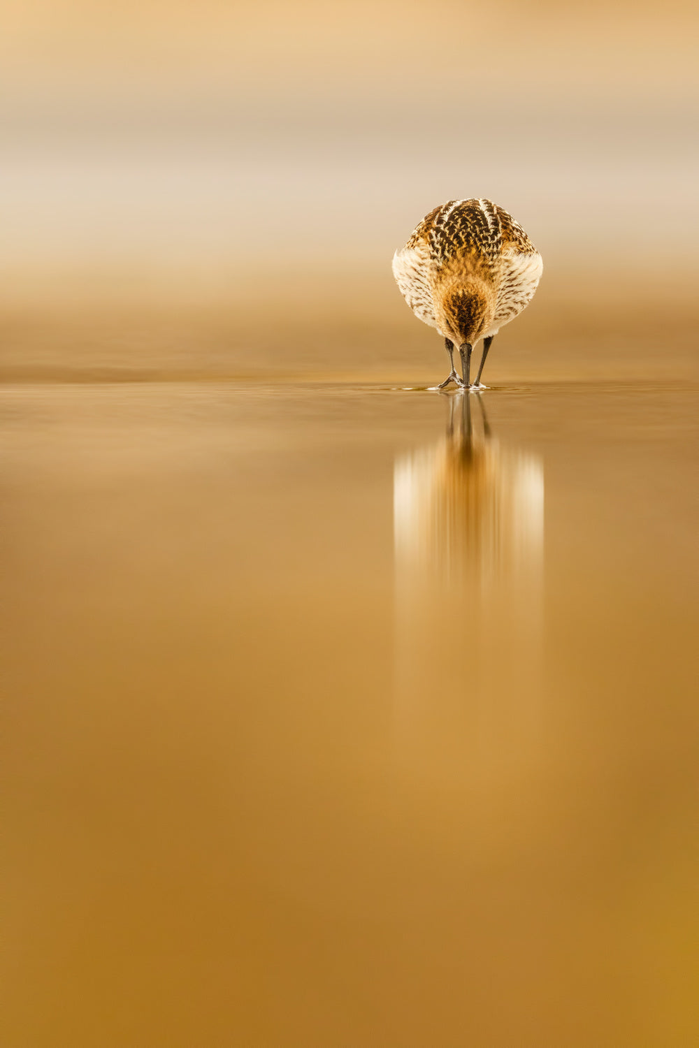 Dunlin reflection Poster och Canvastavla