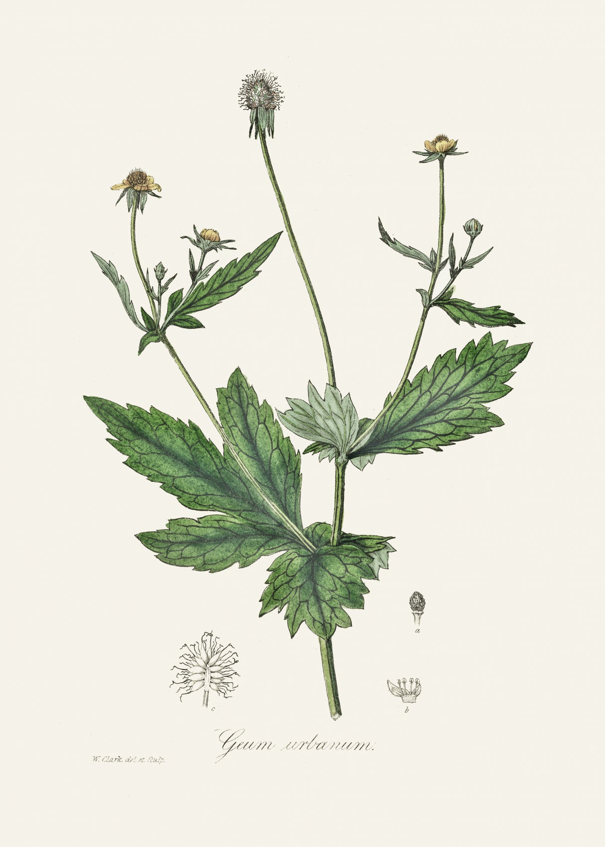 Wood Avens (geum Urbanum)  Medical Botany Poster och Canvastavla