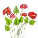 Anthurium Poster och Canvastavla