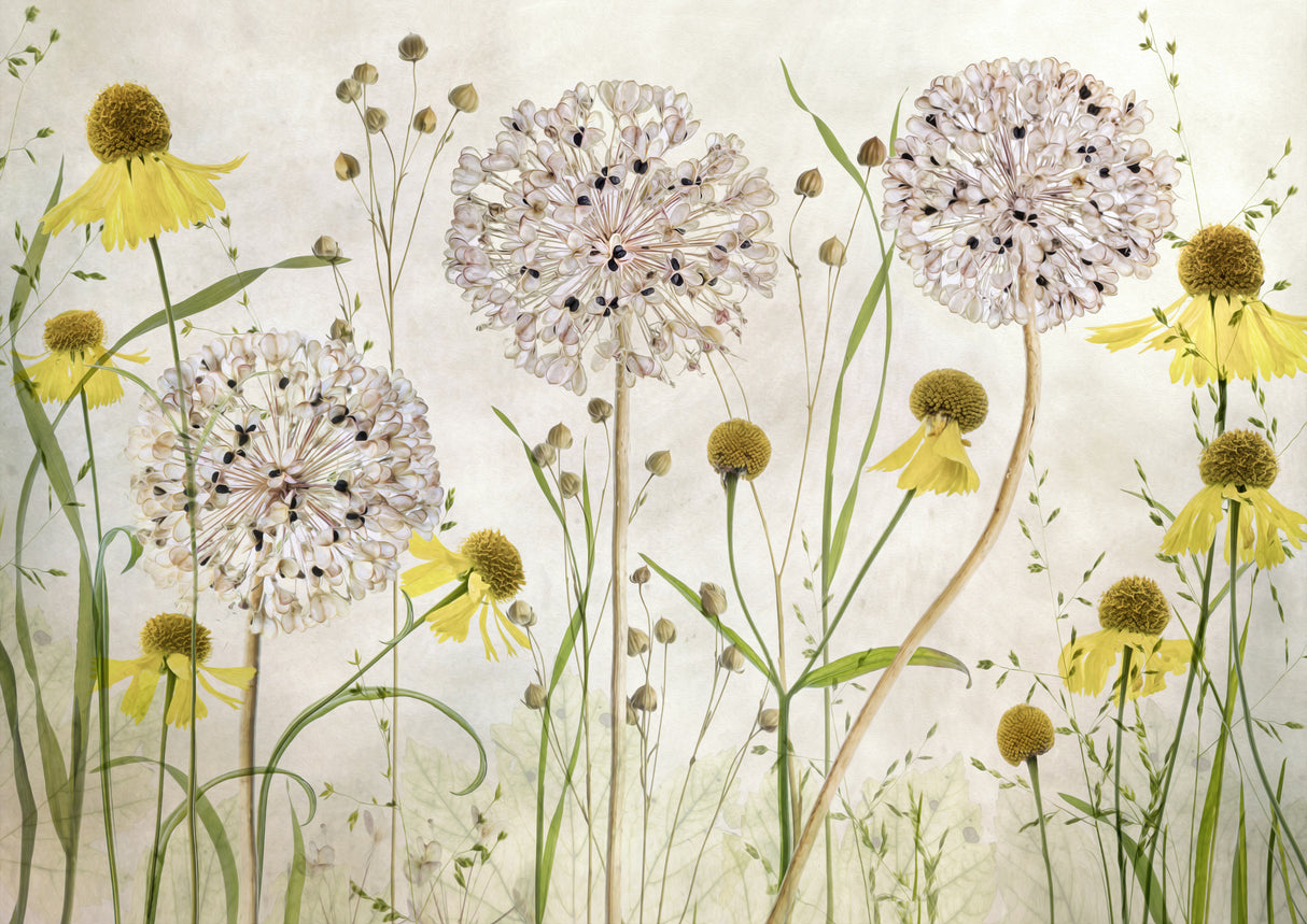 Alliums and heleniums Poster och Canvastavla