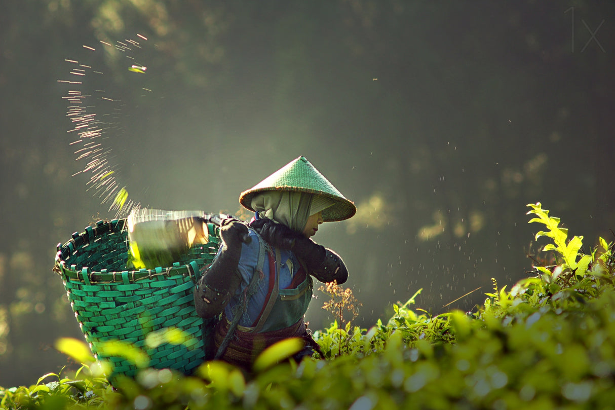 tea pickers Poster och Canvastavla