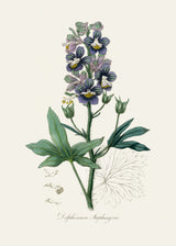 Delphinum Staphisagria Medical Botany Poster och Canvastavla