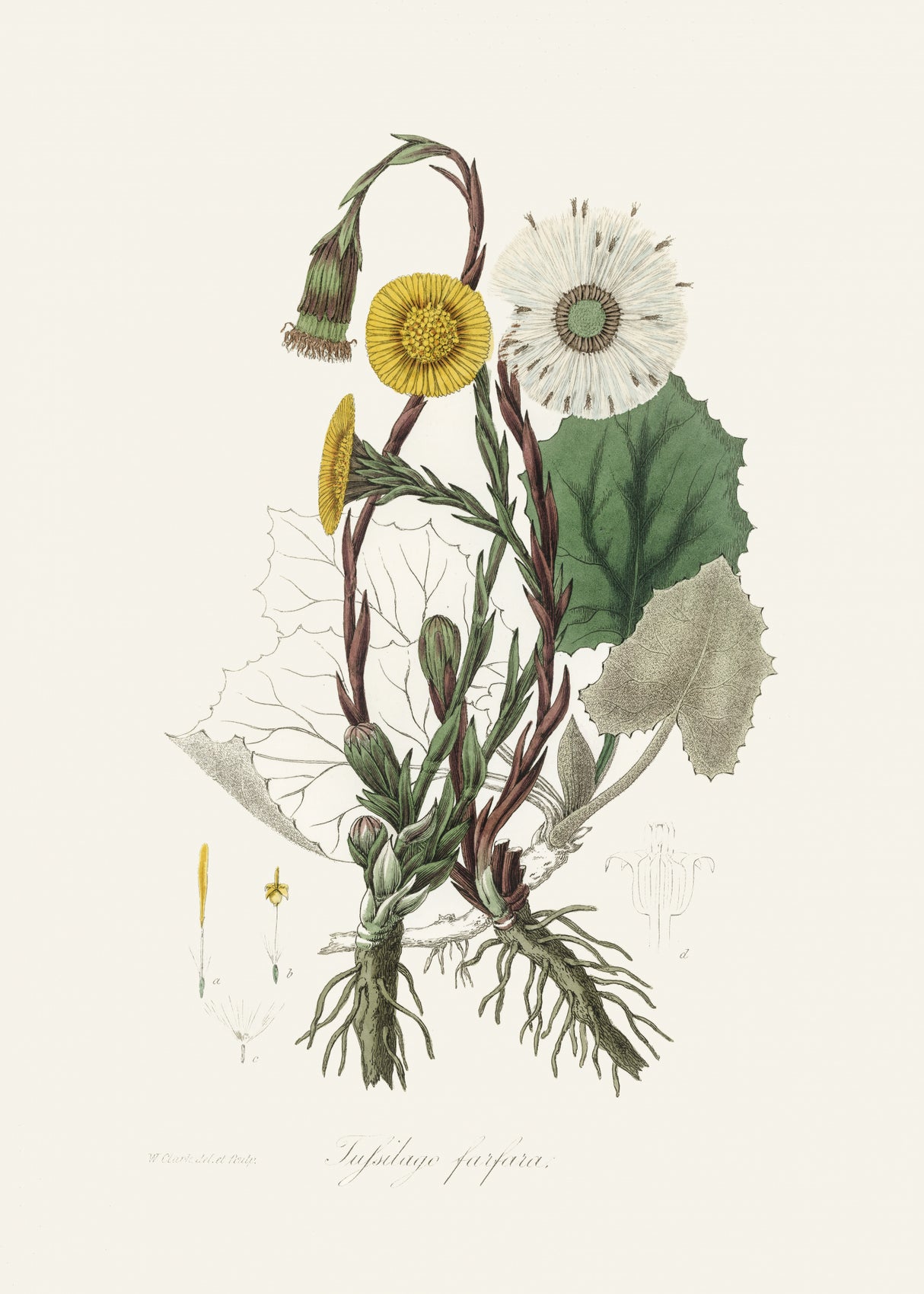 Coltsfoot (tussilago Farfara)  Medical Botany Poster och Canvastavla