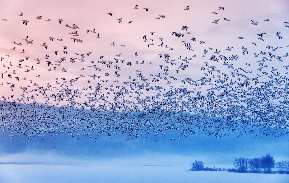 Flying in the fogging morning Poster och Canvastavla