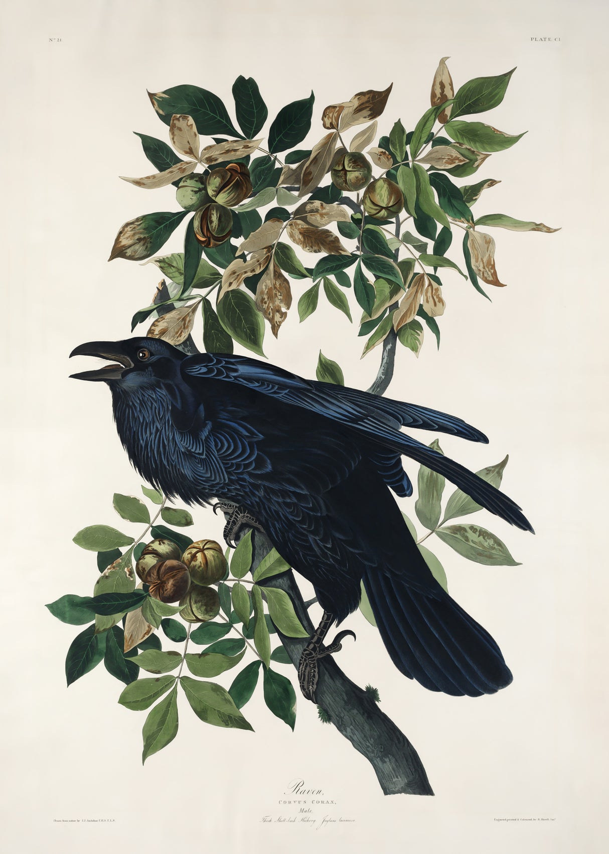 Raven From Birds of America (1827) Poster och Canvastavla