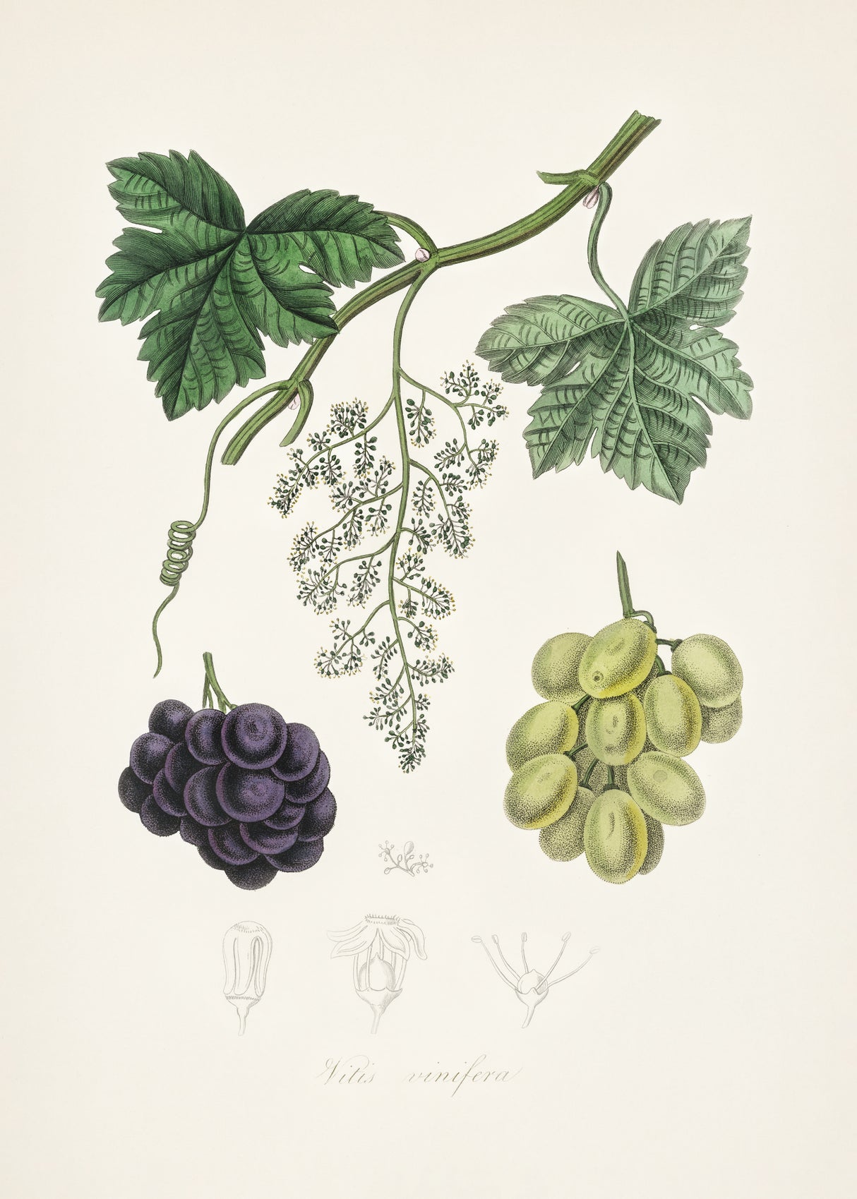 Common Grape Vine (vitis Vinifera) Medical Botany Poster och Canvastavla