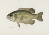 Rock Bass (ambloplites Rupestris) By Sherman F. Denton (1856 1937) Poster och Canvastavla