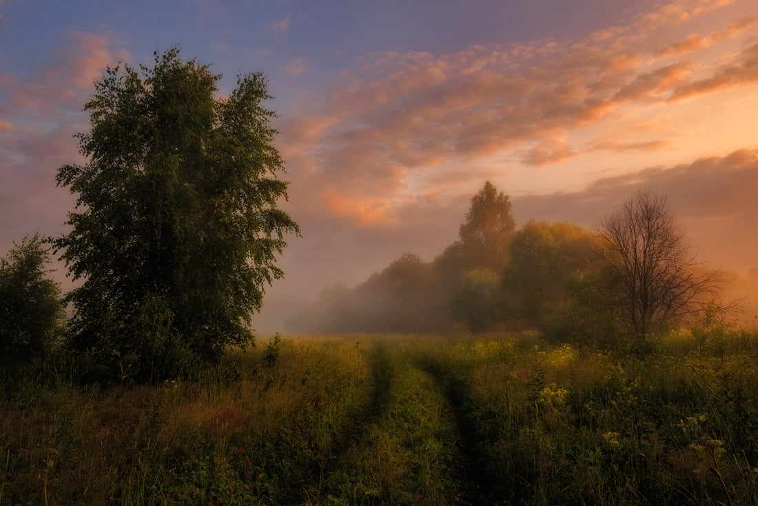 Misty Dawn Poster och Canvastavla