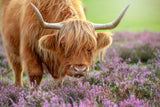 Highland in Heather Poster och Canvastavla