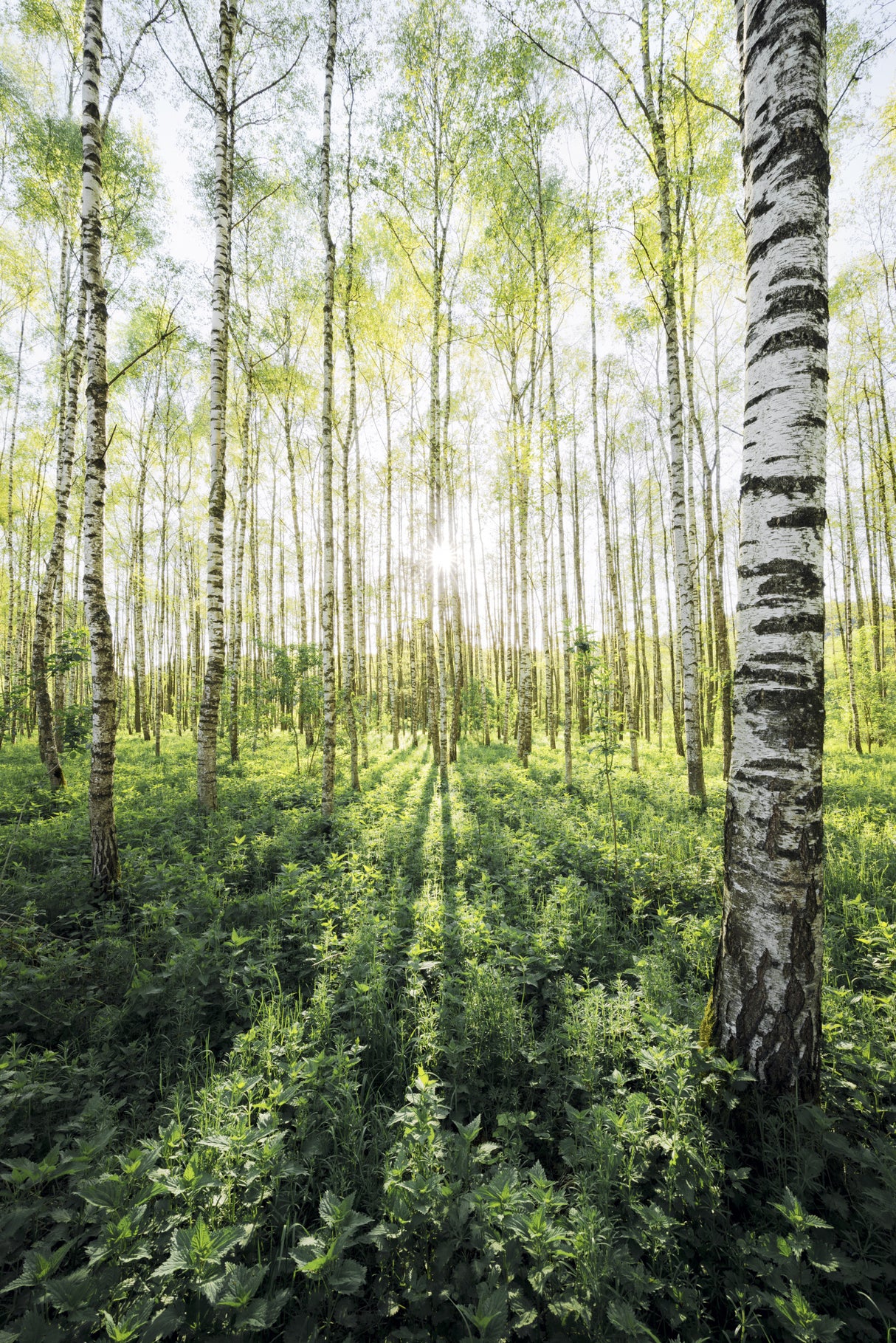 Birch Grove vertical Poster och Canvastavla