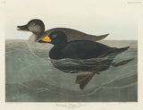 American Scoter Duck From Birds of America (1827) Poster och Canvastavla