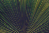 Palm Textures Poster och Canvastavla