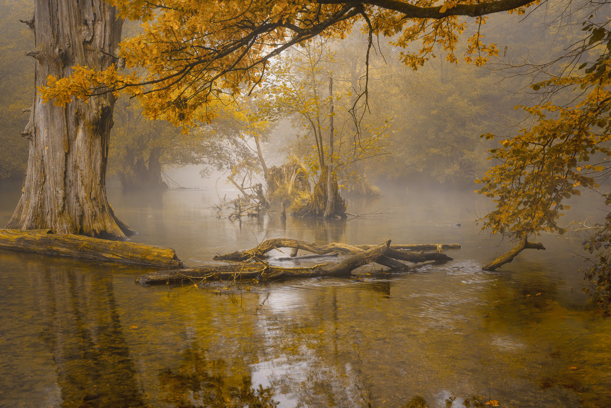 Alone in the swamp Poster och Canvastavla