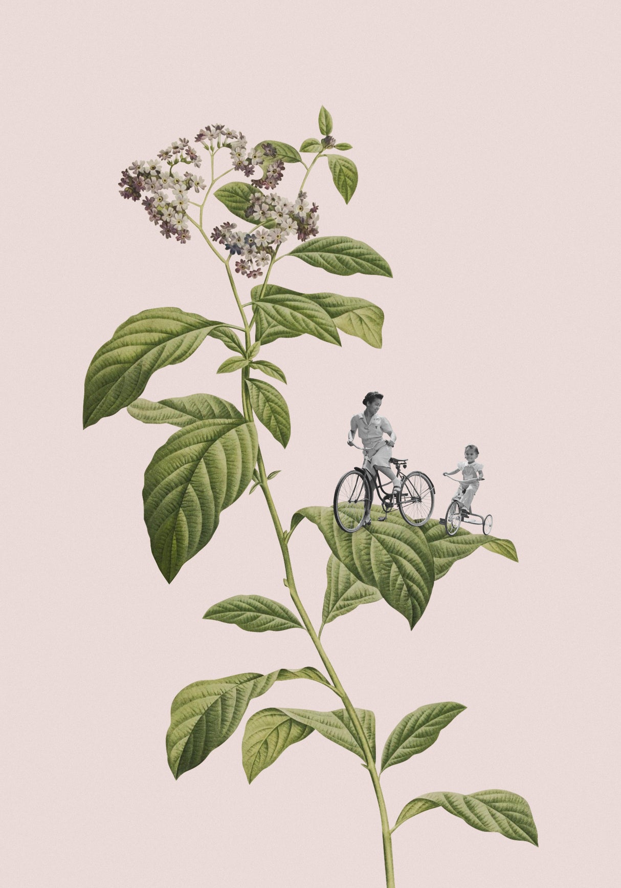 Botanical cycling Poster och Canvastavla