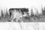 A grey wolf Poster och Canvastavla