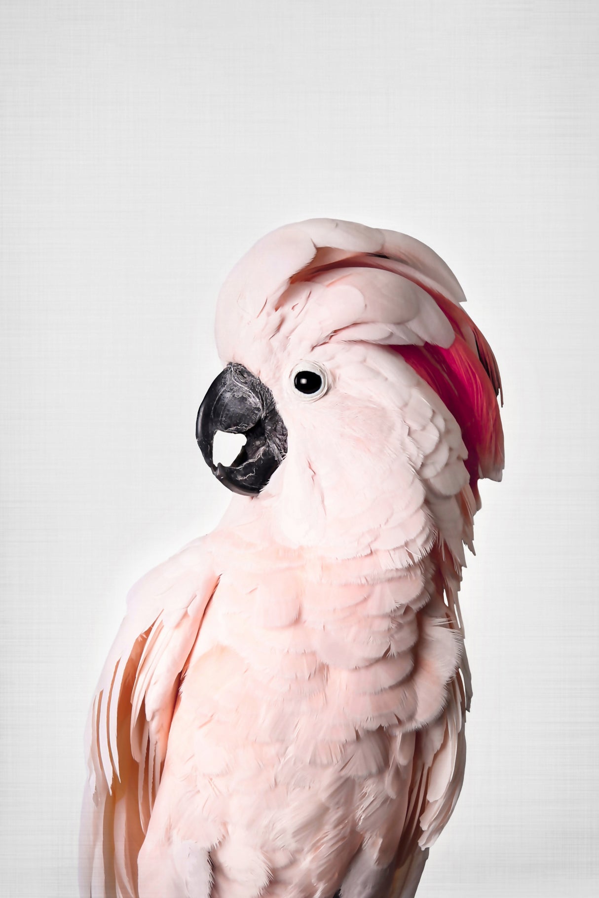 Pink Cockatoo Poster och Canvastavla